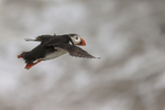 Puffin heads out to sea from Bempton Cliffs, Yorkshire