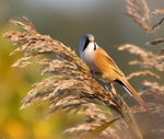Leighton Moss, Bearded Tit REF BT 1