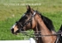 BPP_1774