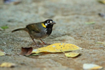 White-eared Ground-Sparrow, Heredia Province, Costa Rica