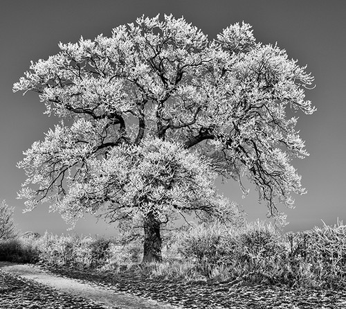 Tree in Hoar Frost