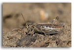 5021 grasshopper