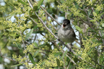 Blackcap (male) singing, Rock of Gibraltar