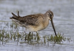 Long Billed Dowitcher