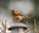 Brambling portfolio