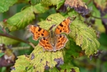 Comma