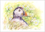 Puffin in Daisies
