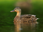 Mallard portfolio