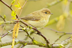 chiffchaff 070412 18