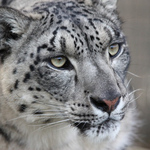 Snow leopard