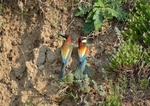 European Bee-eaters