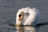 20080506-we 027 Mute Swan