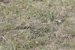 BVHT 140517 N-307