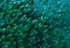 Sprats