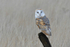 Barn owl
