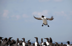 Wild Birds portfolio