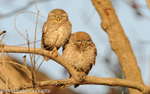 Jungle Owlets.