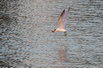 Caspian Tern