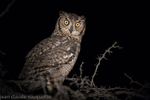 Spotted eagle owl