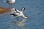 Avocets