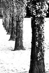 Tree - 3893 bw