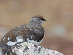 Ptarmigan - Lagopus muta