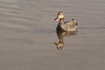Gadwall - Lackford Lakes