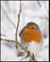 Robin