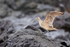 Whimbrel lands on rock, Chile
