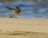 Wandering Tattler flying, Ke'e Beach, Kauai