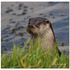 Otter