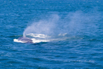 Big blow 0A3A6571