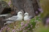 Fulmars