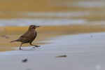 Tussockbird (Blackish Cinclodes) portfolio