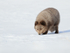 Arctic Fox sniffing ground, Svalbard, Norway