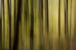 Woods 03