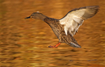 Mallard