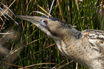 Bittern close-up on Big Otmoor