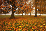 Autumnal Carpet