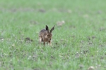 Hares 2018_0005