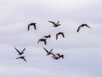 Black geese portfolio
