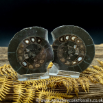 Cut & Polished Whitby Ammonite 040