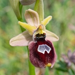 O. x permutata.  Hybrid Ophrys O. bertoloniiforms x O. biscutella 