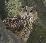 EAGLE OWL