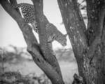 African Safaris portfolio