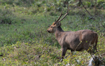 Oak deer