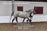 BPP_0533