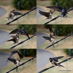 Barn Swallow (Hirundo rustica)