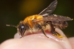 Andrena nitida (f)