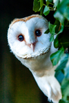 barn owl tyto alba-1075